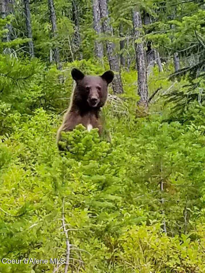 218-224 Earle Street Mullan, ID 83846 - Photo 14 of 14 Wildlife