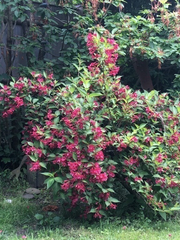 1 Red Frank Lane Marblehead, MA 01945 - Photo 10 of 32 a view of a flower