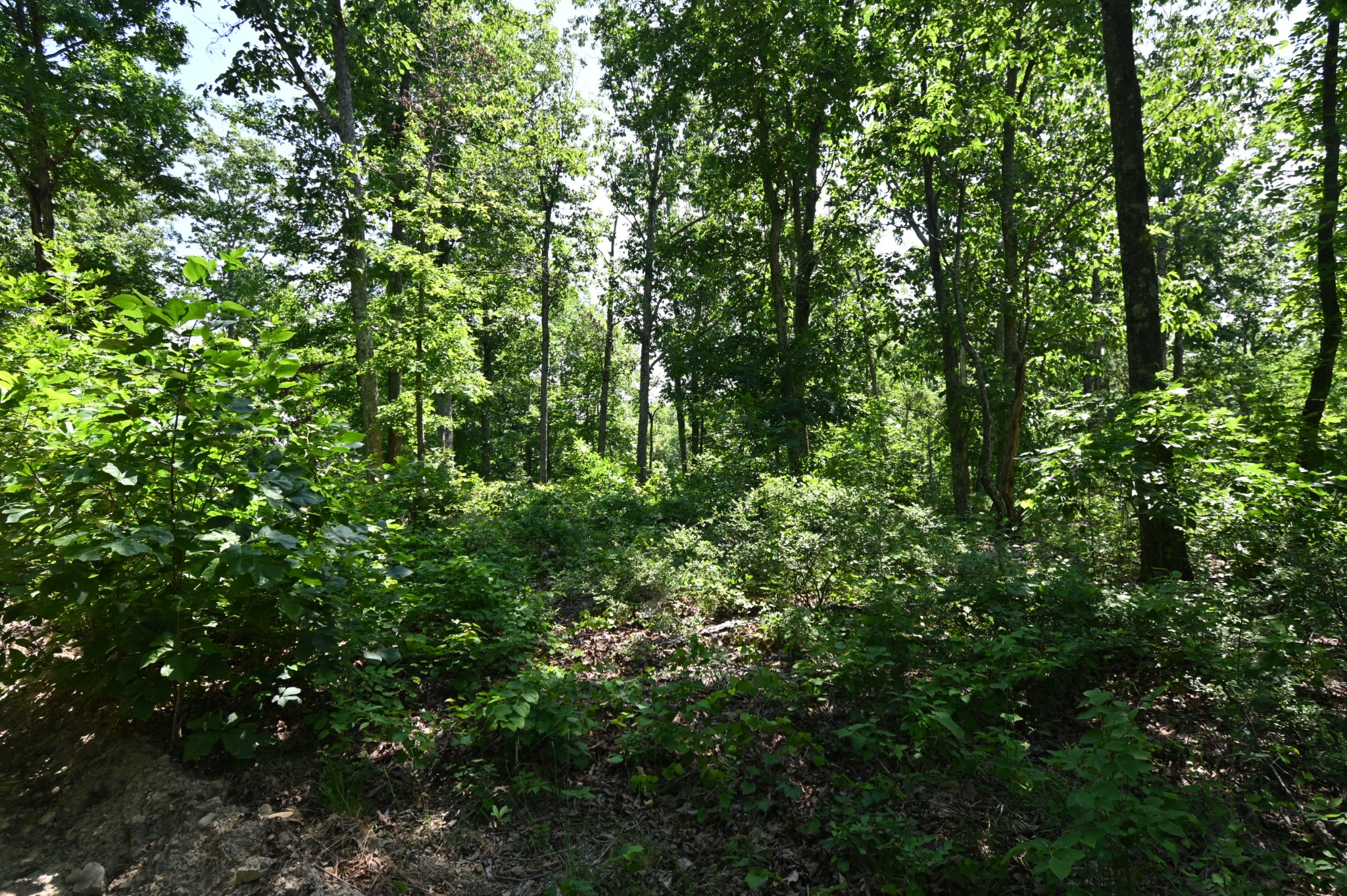 0 Bear Creek Road Waverly, TN 37185 - Photo 32 of 35 a view of a lush green forest