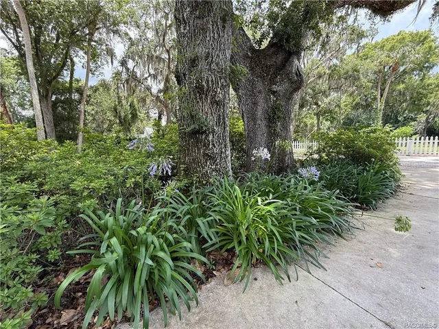a view of a park with large trees