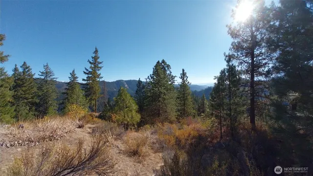 a view of a forest with trees in the background
