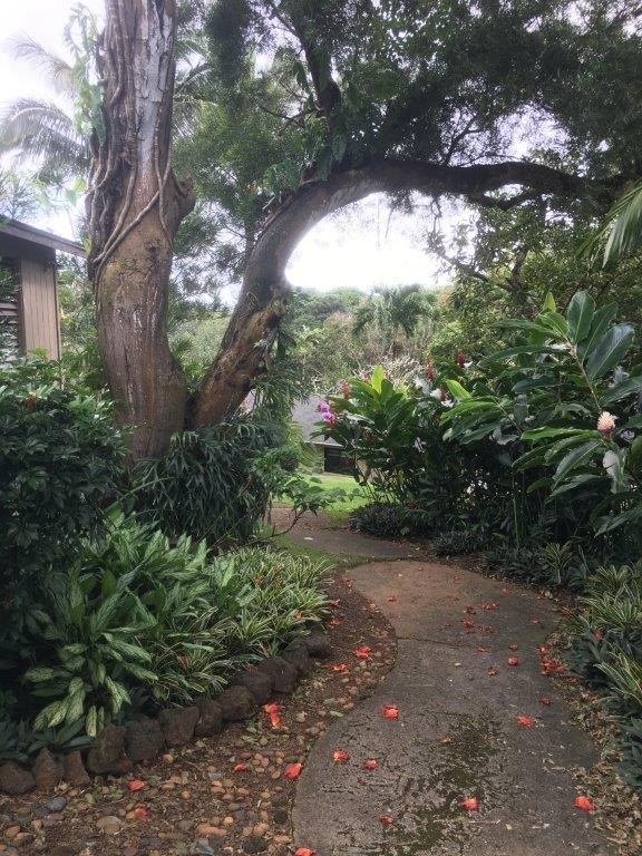 4318 Punee Road Koloa, HI 96756 - Photo 18 of 23 a view of a garden with plants