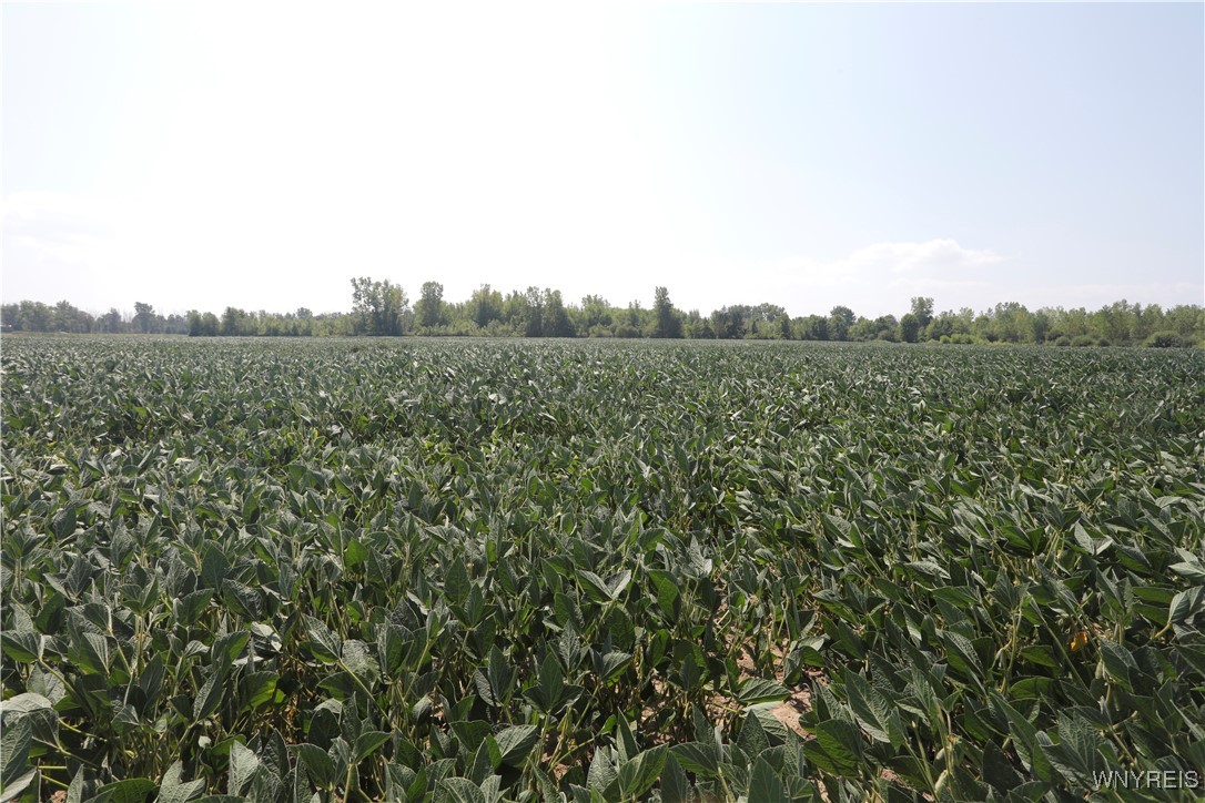 Wilson Cambria Road Wilson, NY 14172 - Photo 15 of 28 Soy bean planted - 7 acres