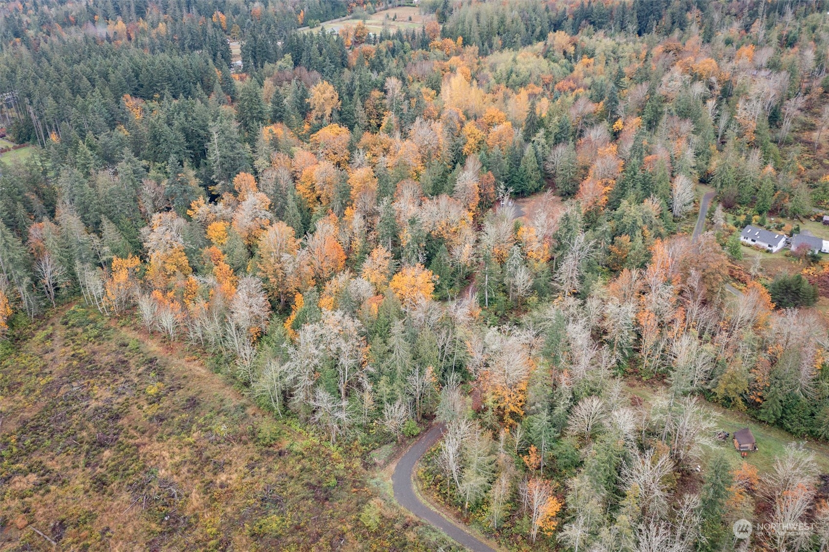 677 Fors Road Port Angeles, WA 98363 - Photo 12 of 40 a view of a forest with a tree