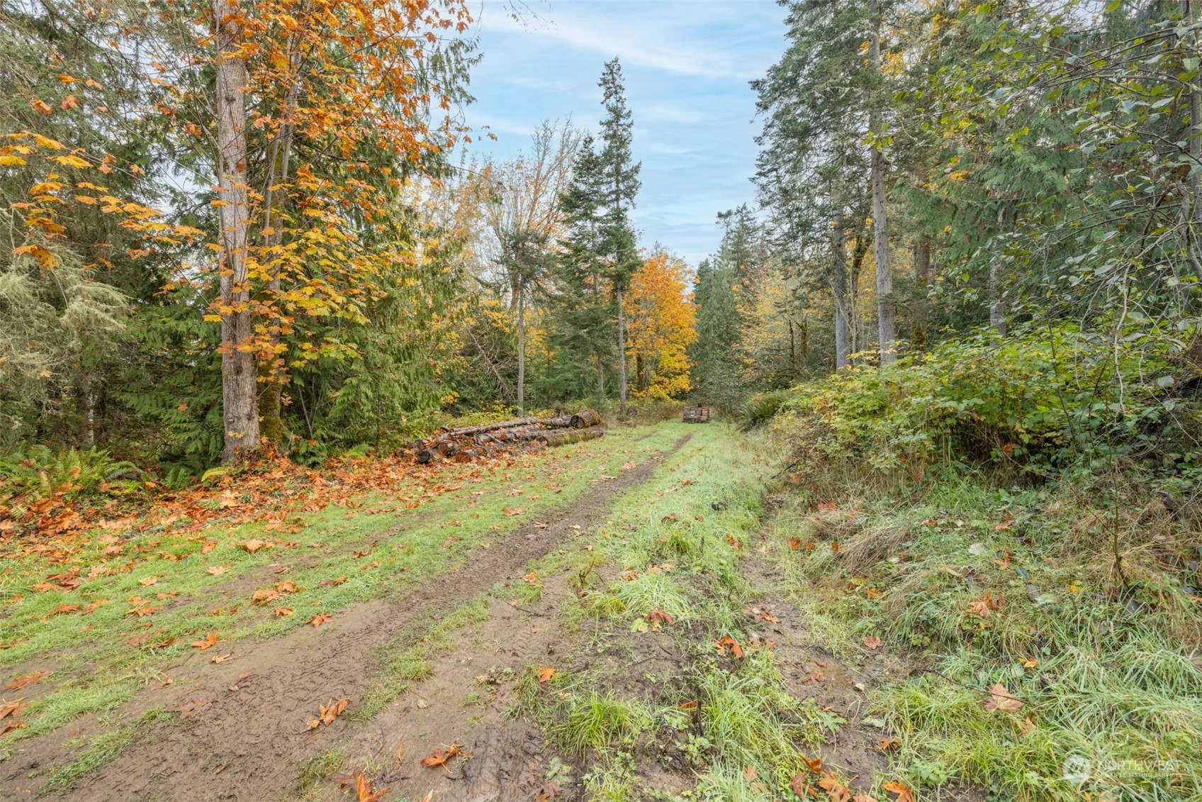 677 Fors Road Port Angeles, WA 98363 - Photo 38 of 40 a view of a yard with trees