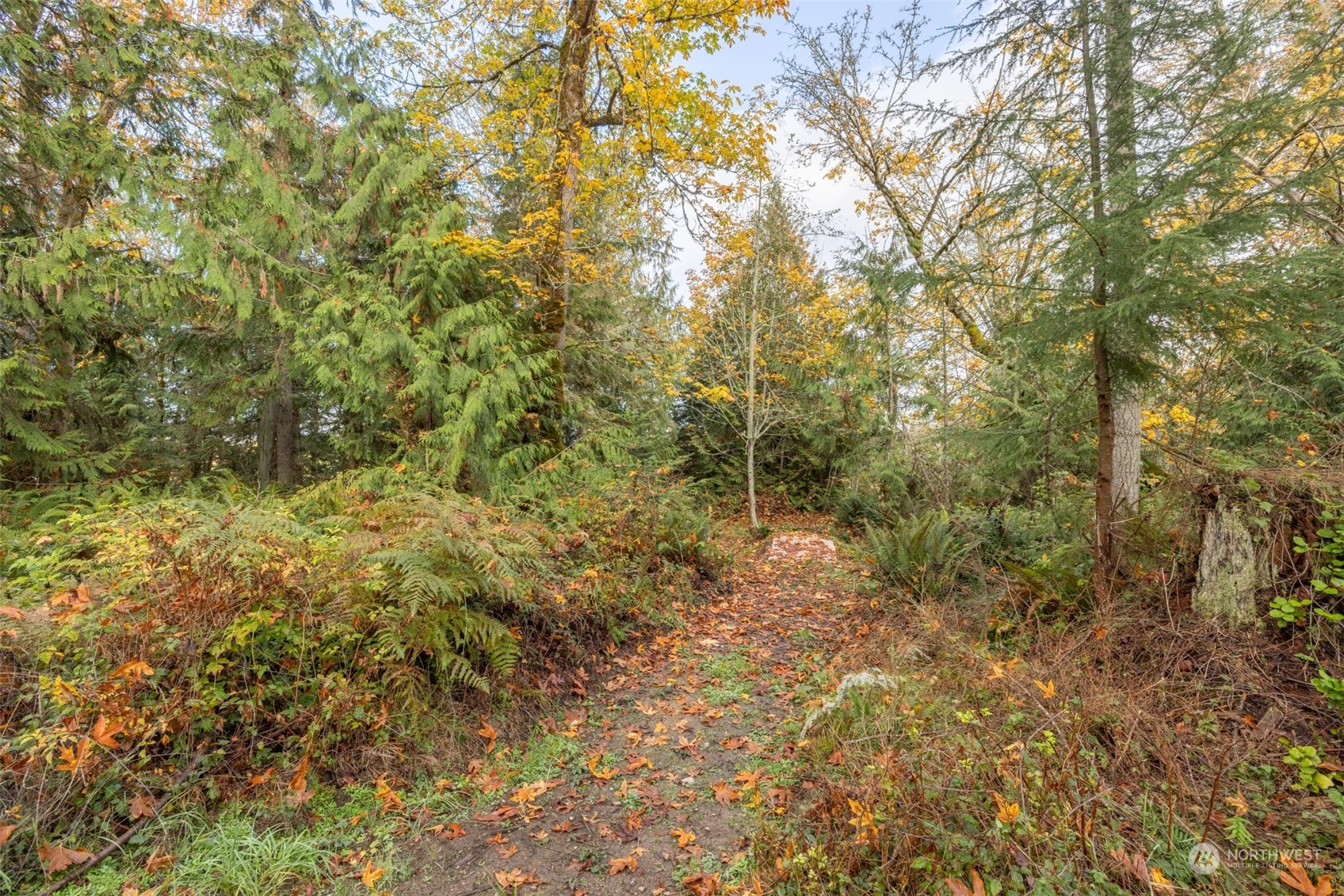677 Fors Road Port Angeles, WA 98363 - Photo 39 of 40 a view of forest