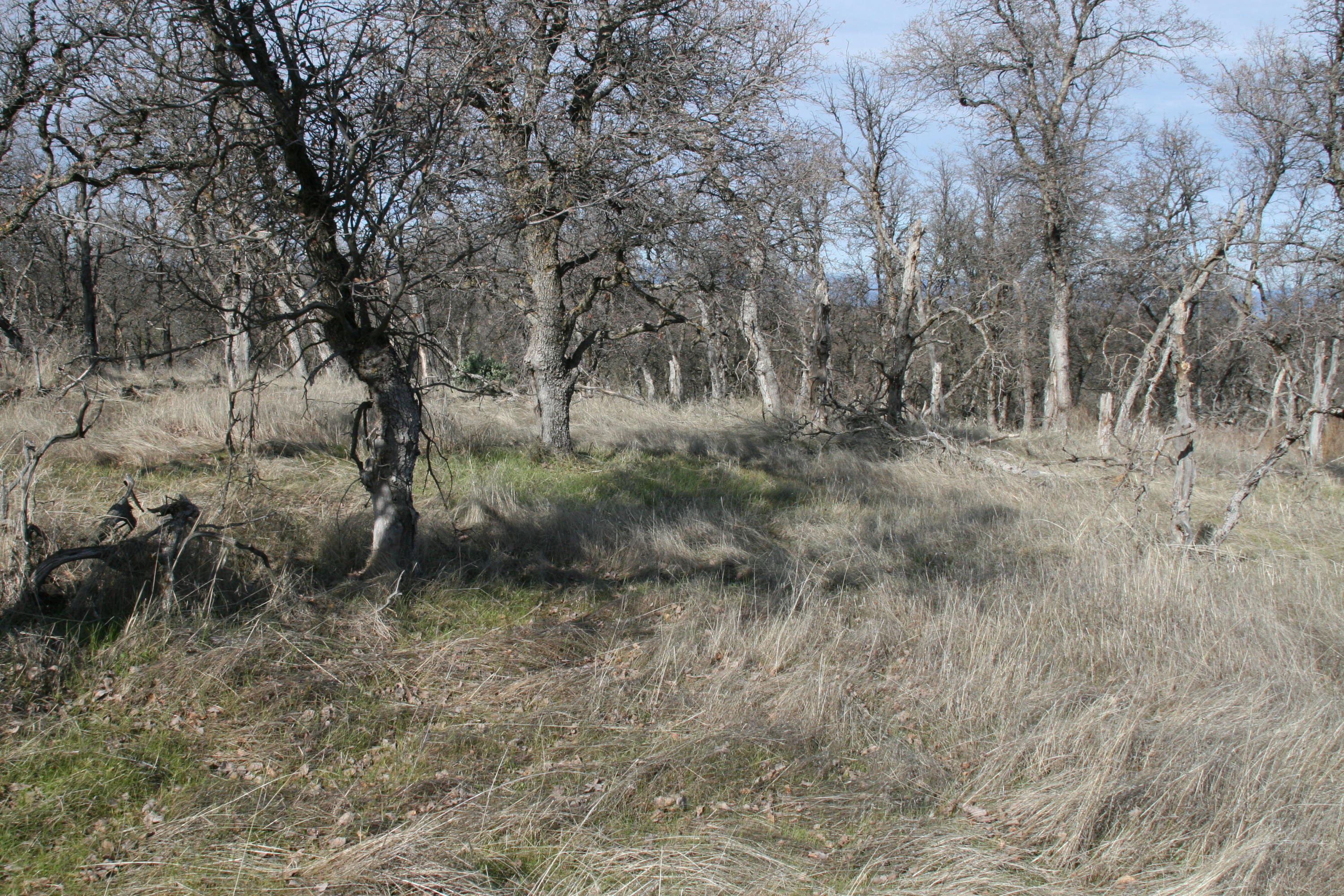 Sandy Bottom Lane Anderson, CA 96007 - Photo 17 of 29 IMG_0439