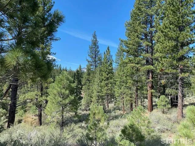 a view of a forest with a tree
