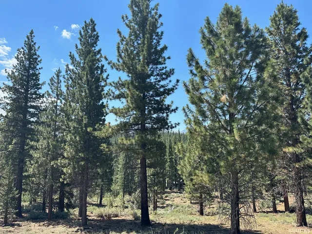 a view of road with trees