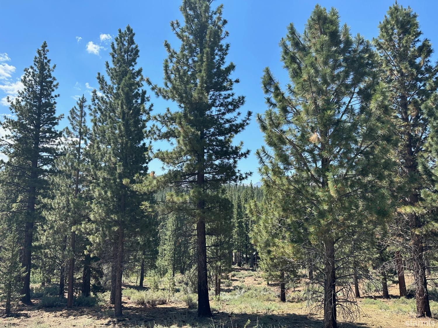 2 Raymond View Road Markleeville, CA 96120 - Photo 2 of 11 a view of road with trees