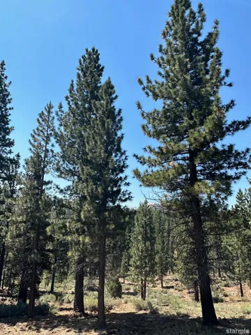 a view of a yard with plants and trees