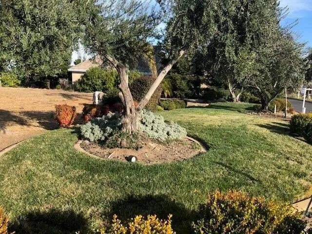 a view of a garden with a tree
