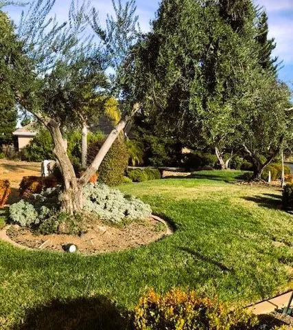 a view of yard with tree