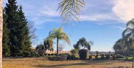 a picture of palm trees