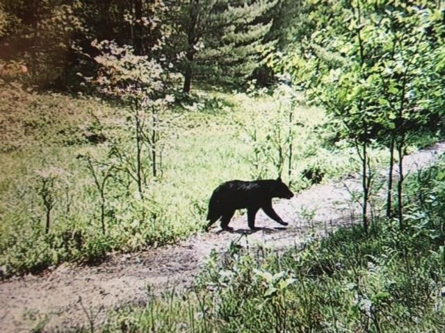 Del Vandall Road Chase, MI 49623 - Photo 11 of 16 image10