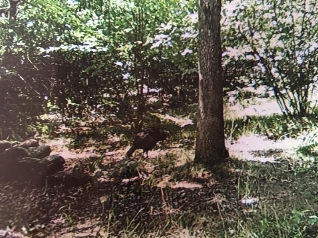 Del Vandall Road Chase, MI 49623 - Photo 13 of 16 image12
