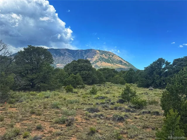 a view of a large trees with lots of trees