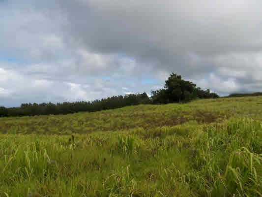 21 Kapehu Road Papaaloa, HI 96780 - Photo 3 of 4