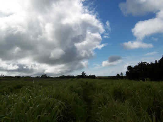 21 Kapehu Road Papaaloa, HI 96780 - Photo 4 of 4