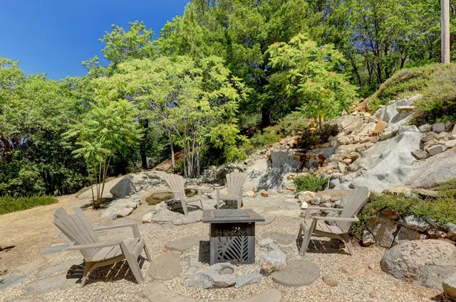 a view of a forest with a tree