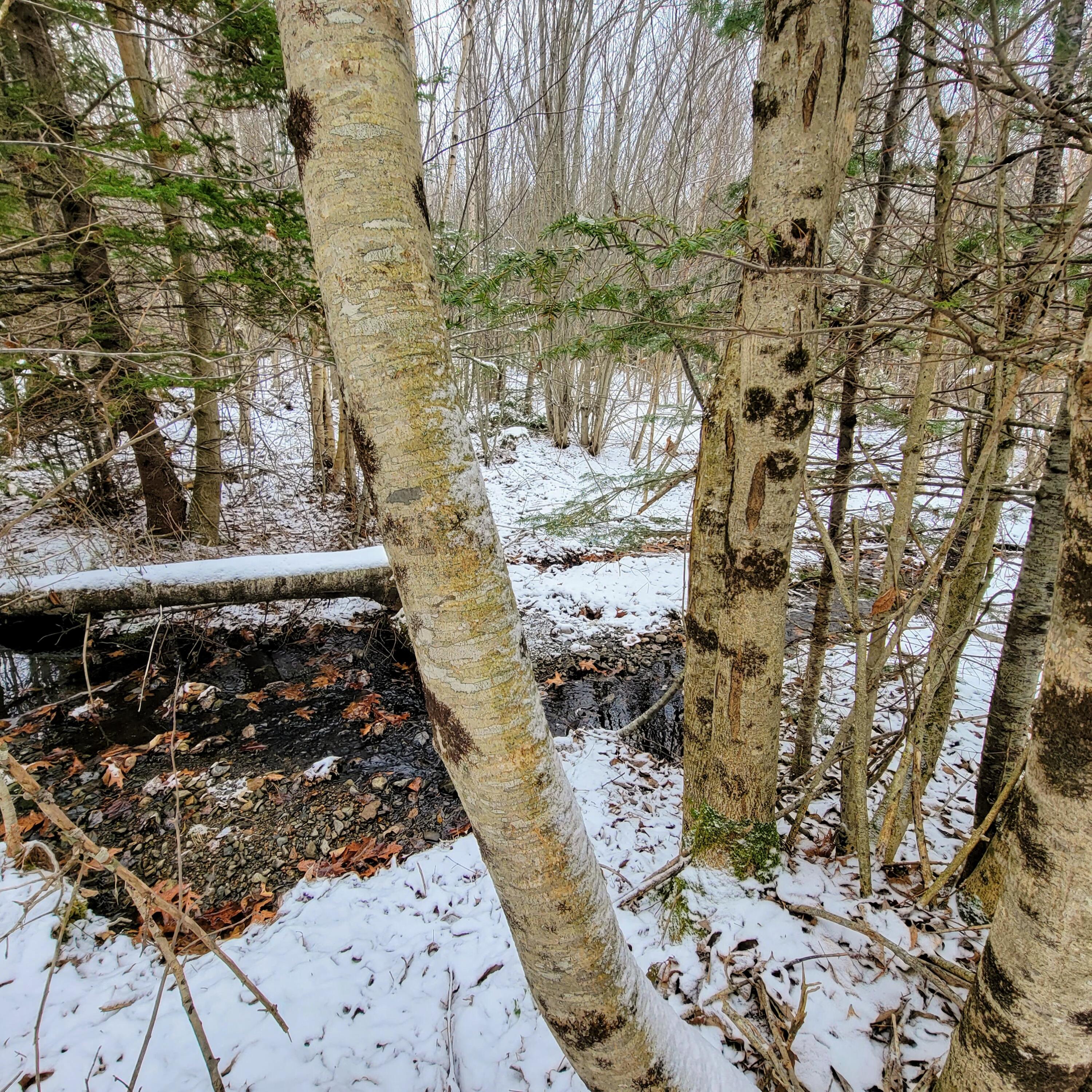 0 Ashville Road Sullivan, ME 04664 - Photo 20 of 42 20211129_124022