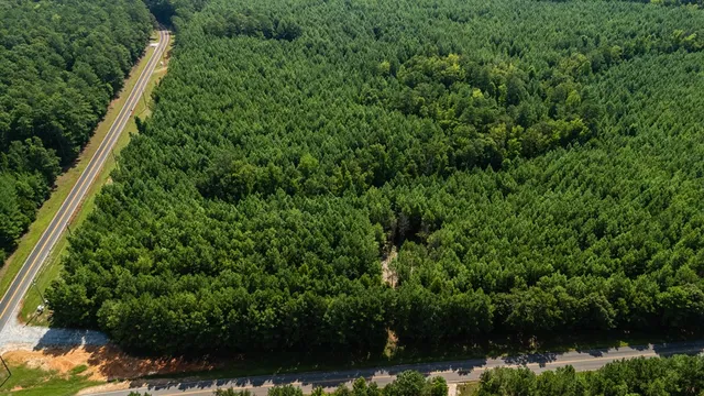a view of a forest with a lake