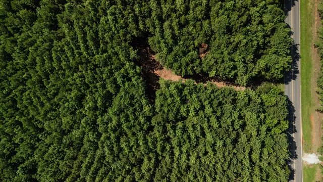 a view of a lush green forest