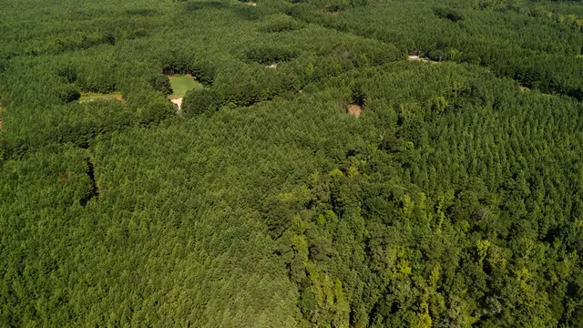 a view of a lush green forest with lots of trees