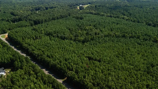 a view of a forest with lots of trees