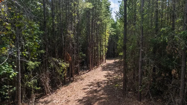 a view of a forest with trees