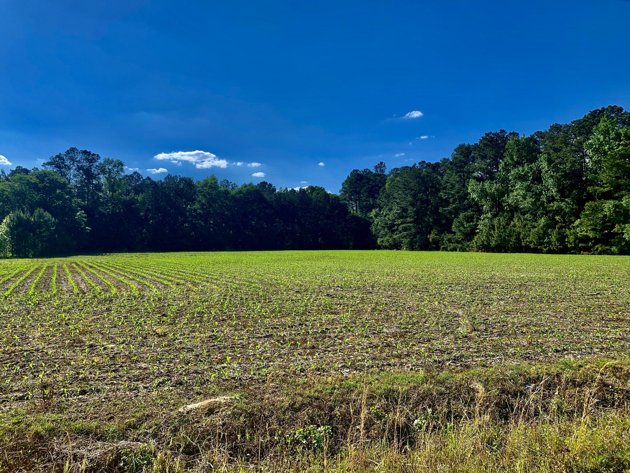 908 2nd Bend Road Harleyville, SC 29448 - Photo 1 of 10 62BBB269-BF1B-4E9B-8280-6B7EA8AFEC28