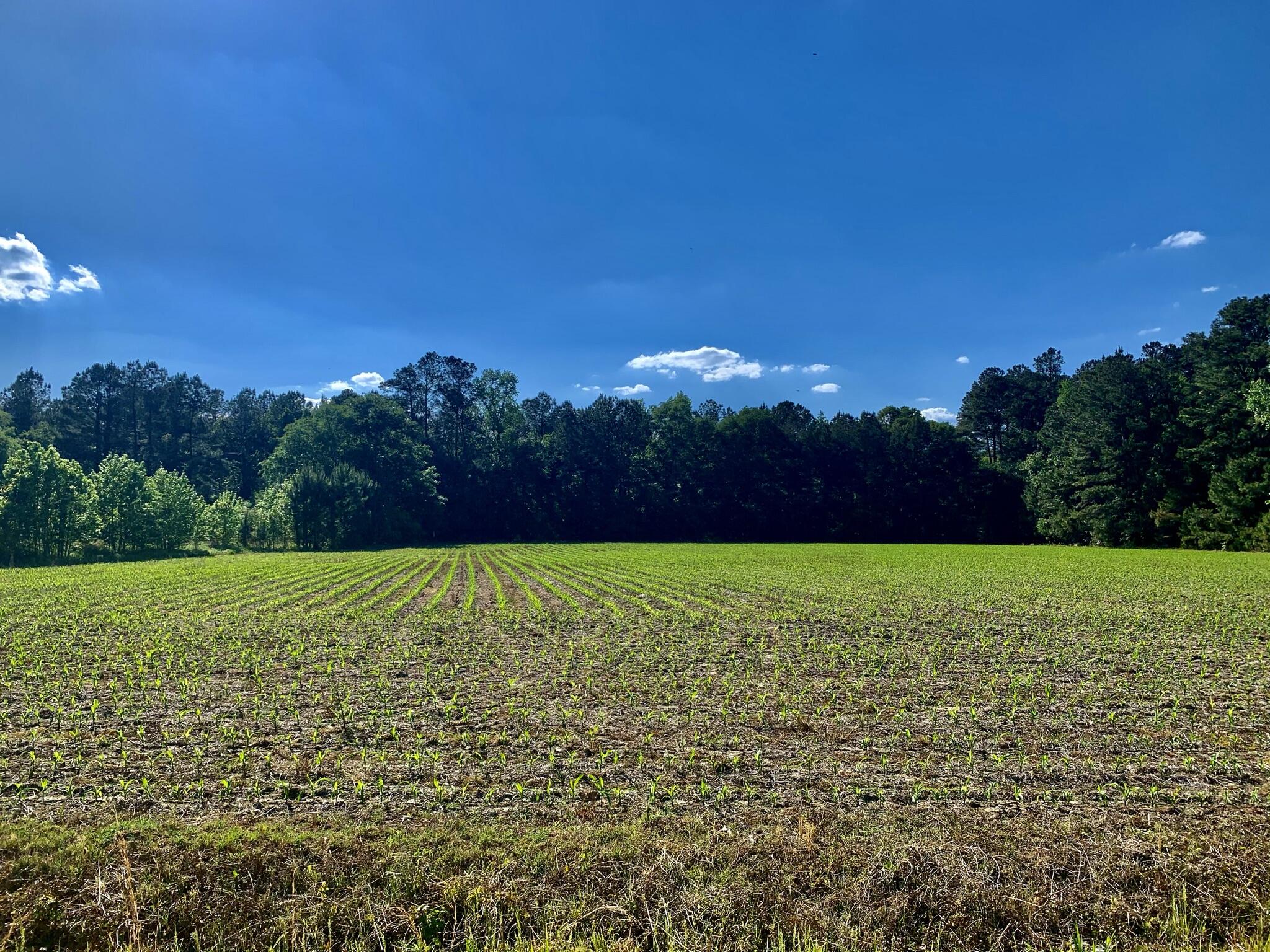908 2nd Bend Road Harleyville, SC 29448 - Photo 2 of 10 5F0A7ED6-8ACD-4277-8E72-3B083E0D9387