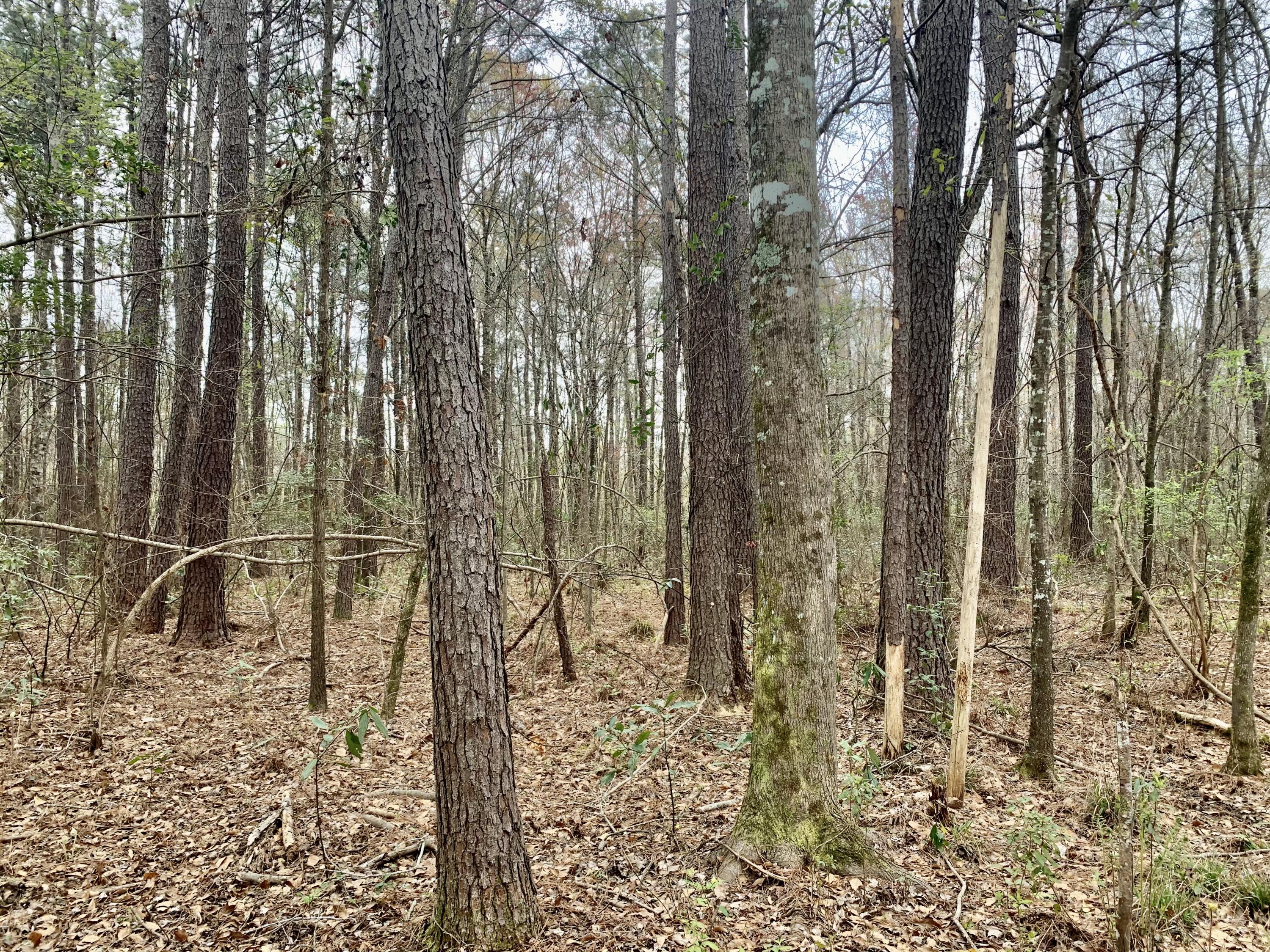 908 2nd Bend Road Harleyville, SC 29448 - Photo 6 of 10 E9B7B8AF-400C-45EE-A2B6-AA48F8E1D097