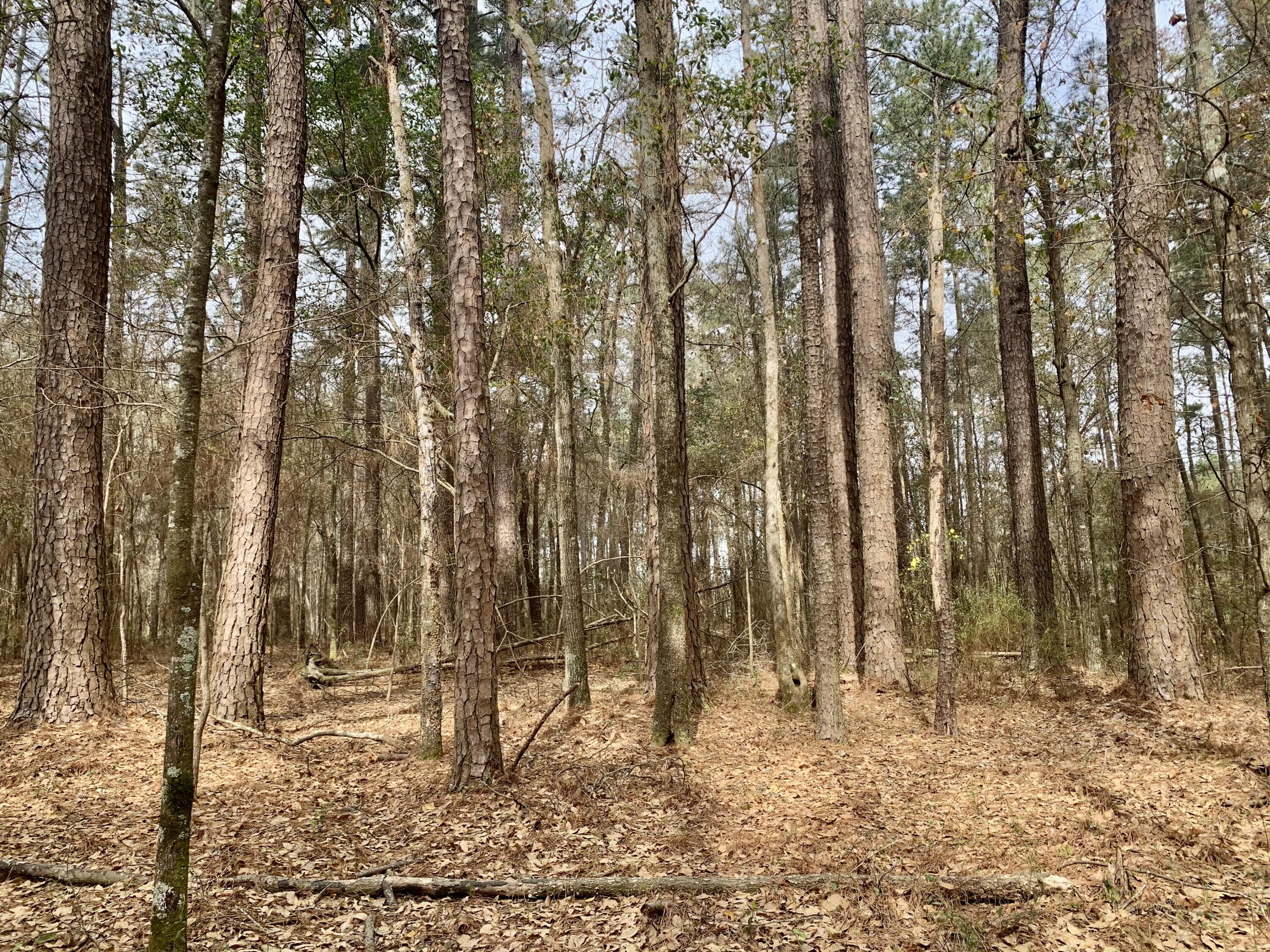 908 2nd Bend Road Harleyville, SC 29448 - Photo 8 of 10 9B47B45E-E5CF-47D0-86C1-385D824314DA