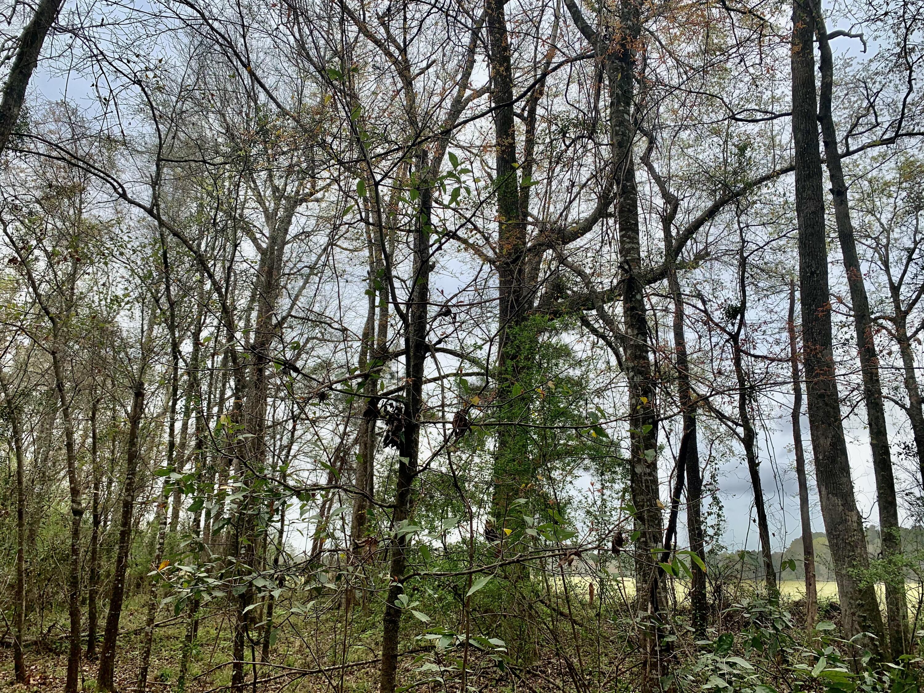 908 2nd Bend Road Harleyville, SC 29448 - Photo 10 of 10 CB78AFAD-AD3D-4E26-9ACB-142E0F53E143