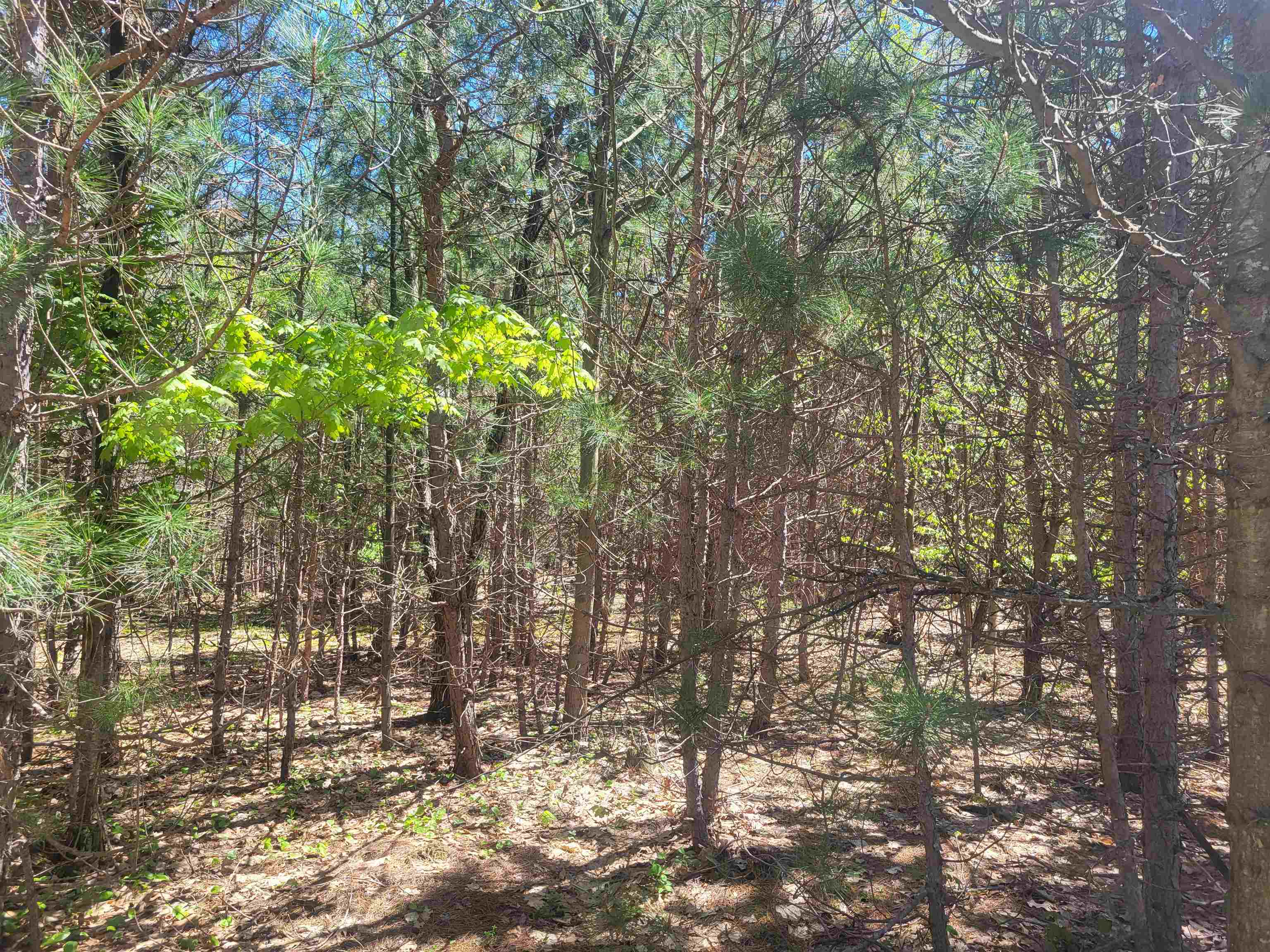 0 North Hulbert Road Lake Ann, MI 49650 - Photo 11 of 14