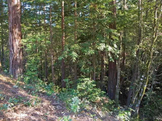 a close up of a tree in a garden