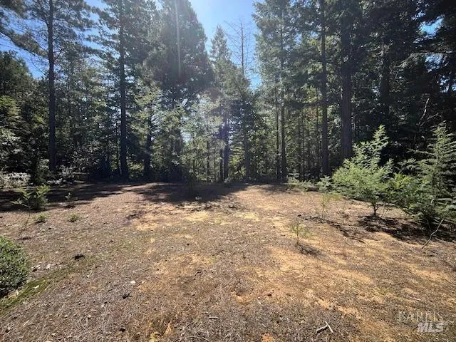 a view of a yard with trees