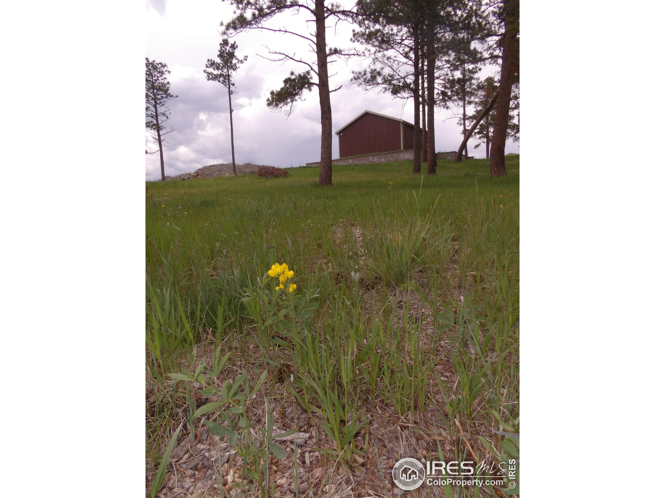 3434 Davis Ranch Road Bellvue, CO 80512 - Photo 20 of 30 a view of a garden