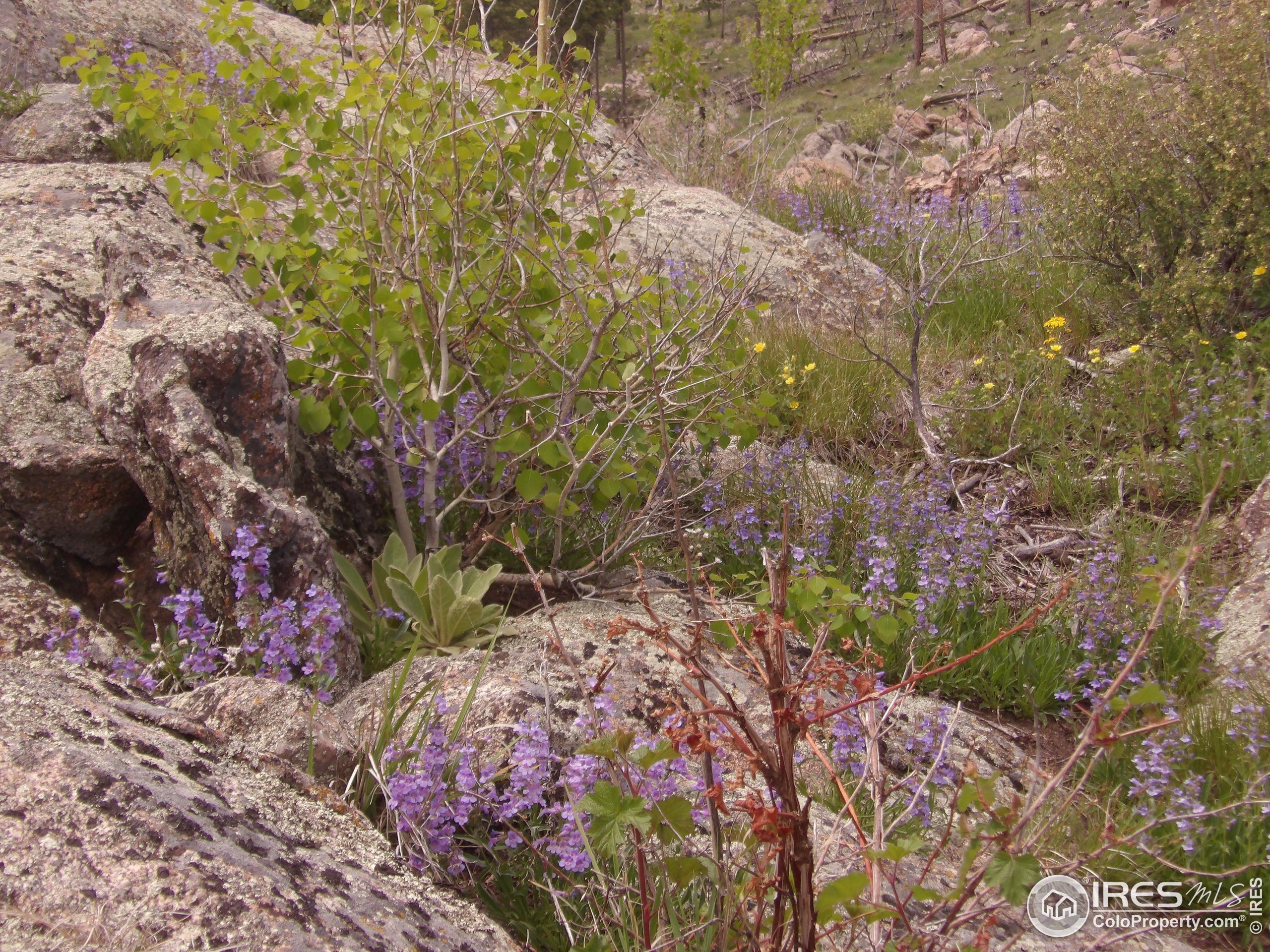 3434 Davis Ranch Road Bellvue, CO 80512 - Photo 21 of 30 a view of a garden