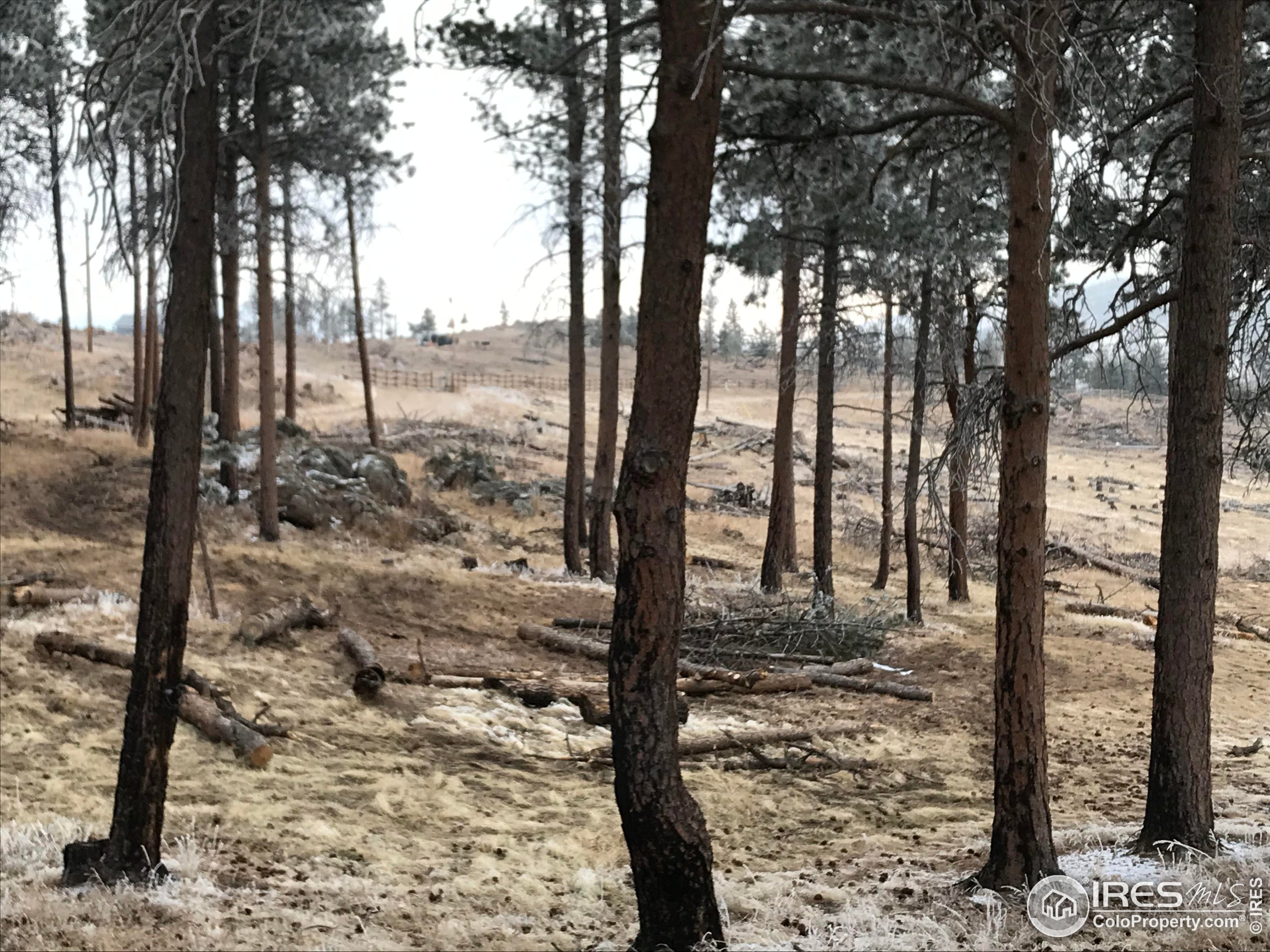 3434 Davis Ranch Road Bellvue, CO 80512 - Photo 22 of 30 a view of a yard with large trees