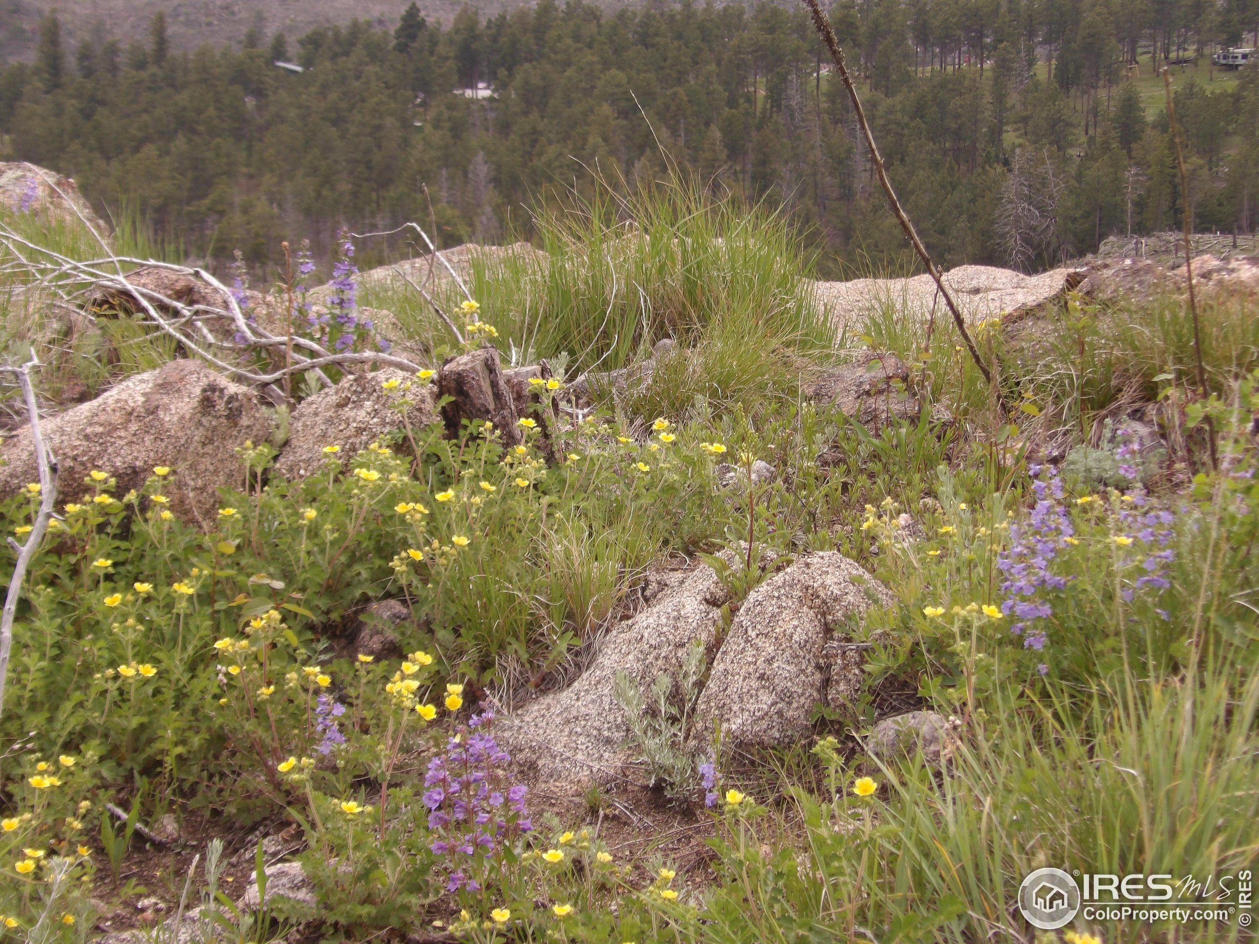 3434 Davis Ranch Road Bellvue, CO 80512 - Photo 24 of 30