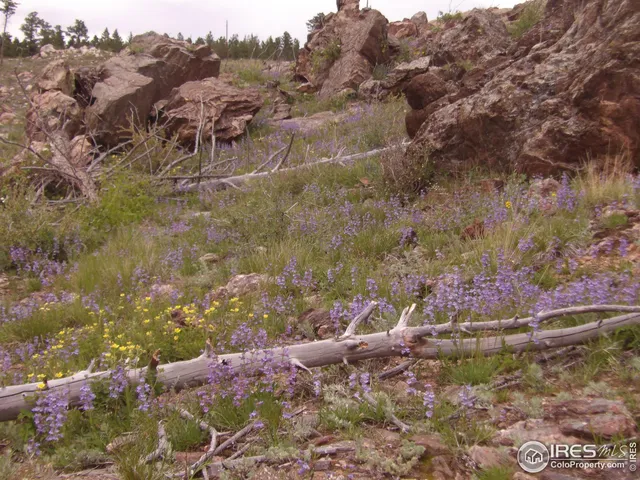 a view of a lake in middle of forest