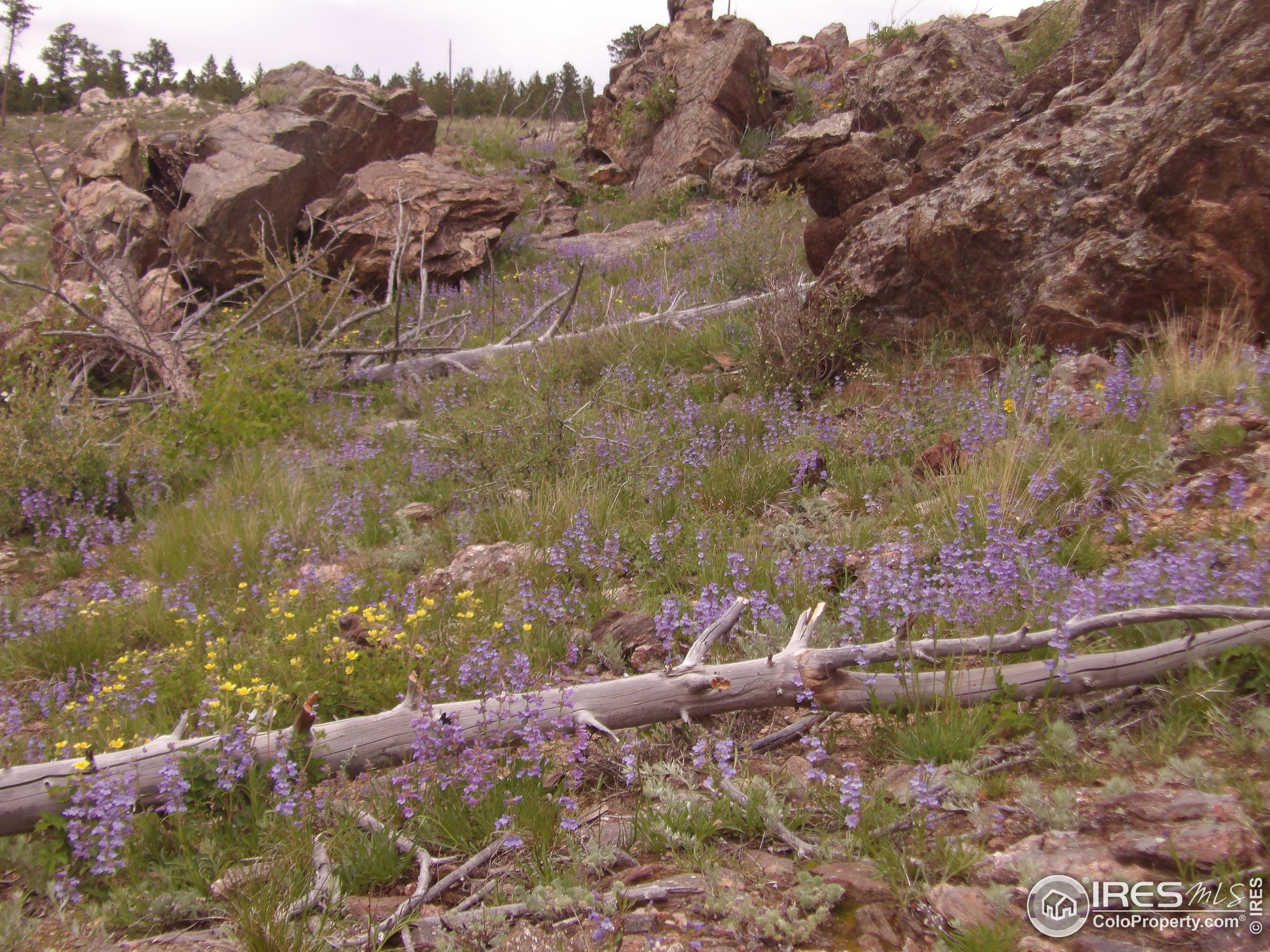3434 Davis Ranch Road Bellvue, CO 80512 - Photo 25 of 30 a view of outdoor space