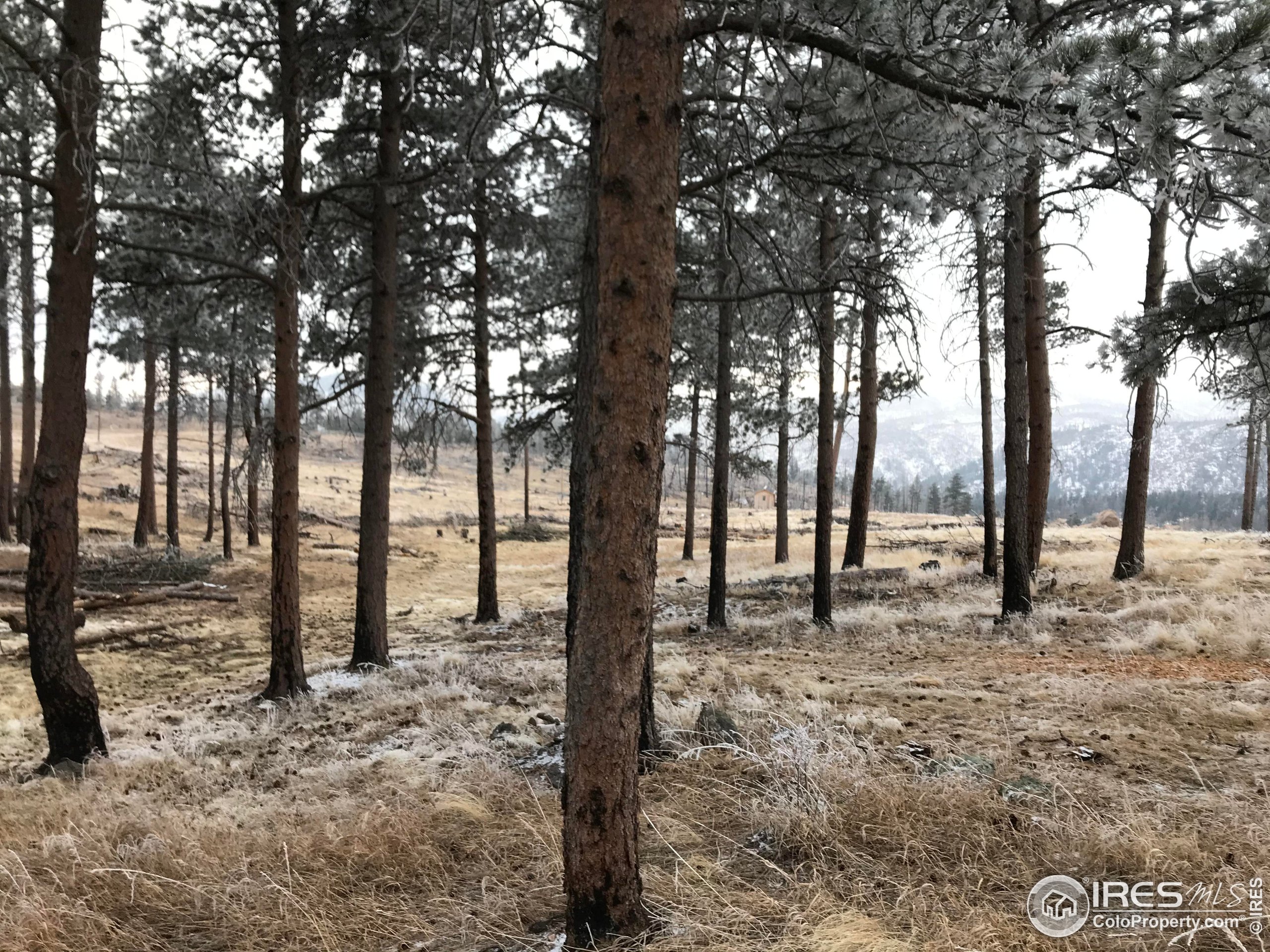 3434 Davis Ranch Road Bellvue, CO 80512 - Photo 26 of 30 a big room with trees in the background