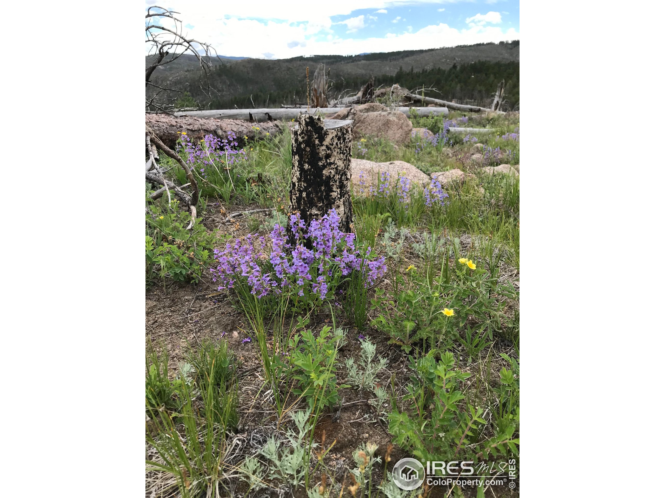 3434 Davis Ranch Road Bellvue, CO 80512 - Photo 30 of 30
