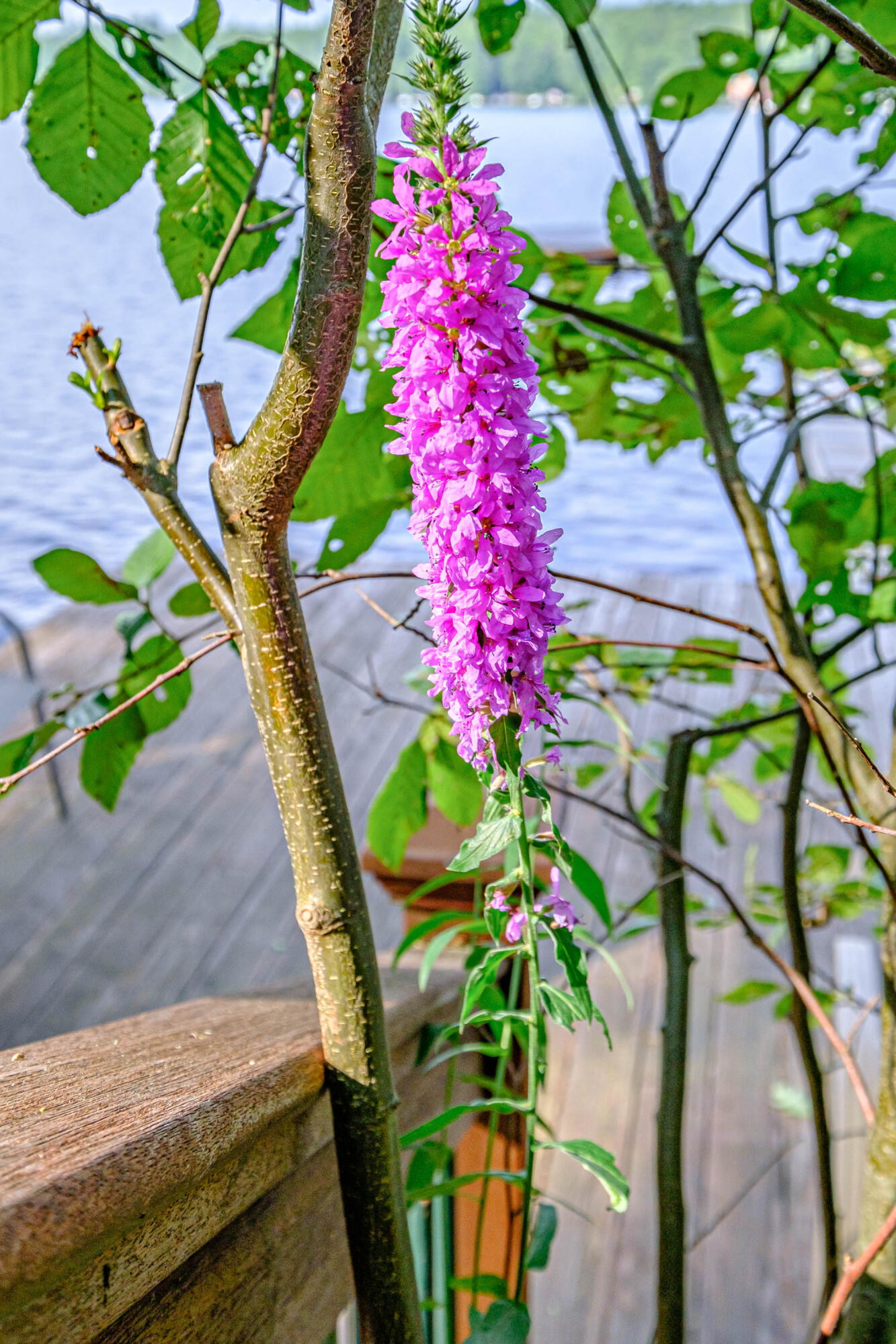 41 Bells Point Road Bridgton, ME 04009 - Photo 103 of 166 20230820gp-60120