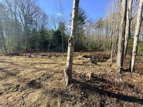 a view of a yard with trees