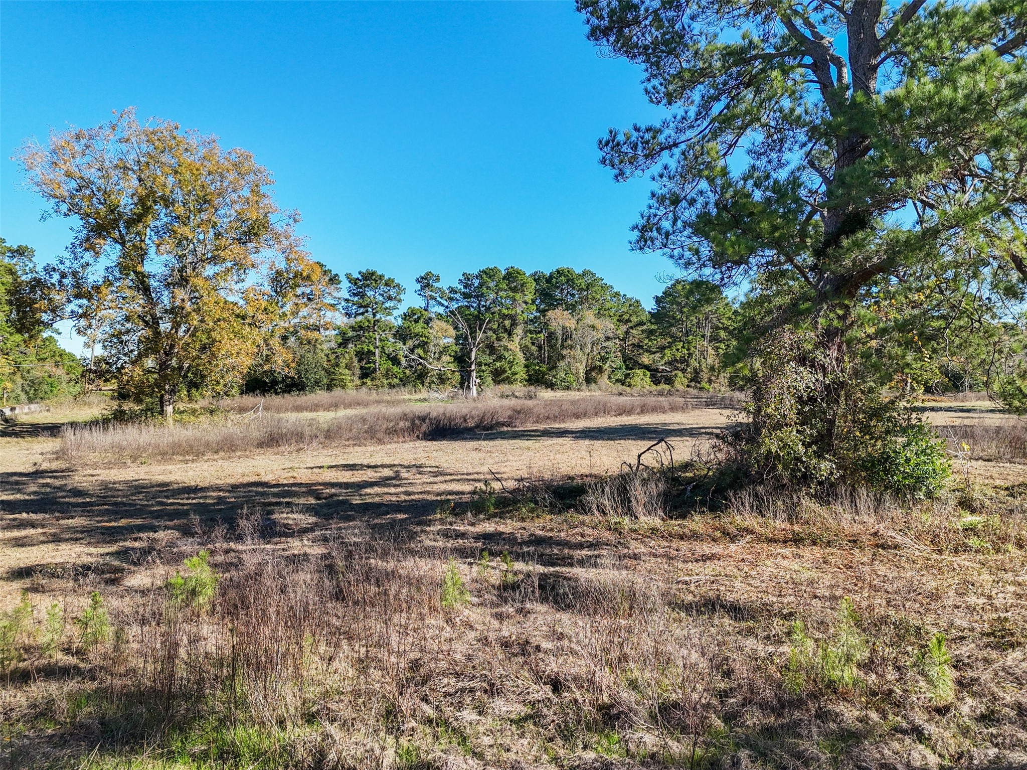 15633 1st Street Splendora, TX 77372 - Photo 11 of 19 a backyard of a house with lots of green space
