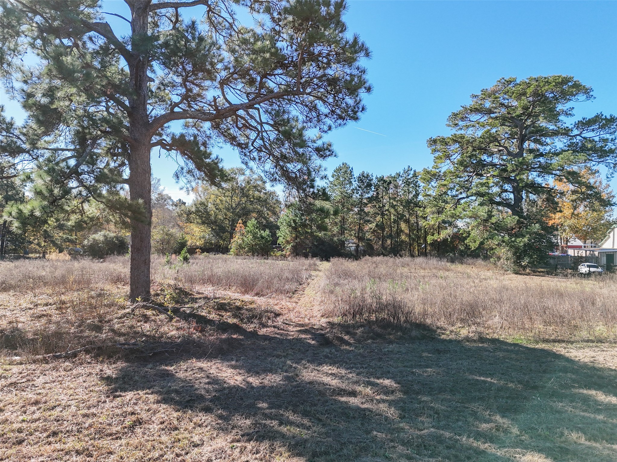 15633 1st Street Splendora, TX 77372 - Photo 13 of 19 a view of dirt yard with a large tree
